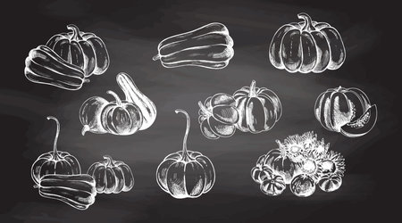 Vector hand drawn vegetable Illustration. Detailed retro style hand-drawn pumpkins sketch set isolated on chalkboard background. Vintage sketch element for labels, packaging and cards design.のイラスト素材