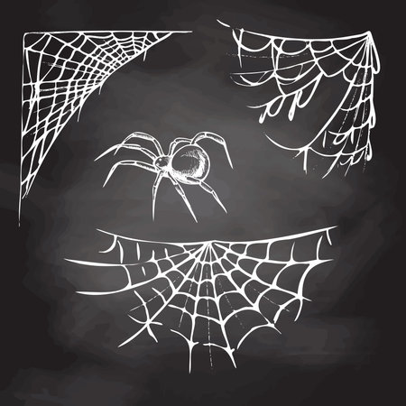 Halloween decor, spider, spider cobwebs, hand drawn vector illustration isolated on chalkboard background. Vintage, doodle sketch.のイラスト素材