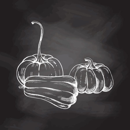 Vector hand drawn vegetable Illustration. Detailed retro style hand-drawn pumpkins sketch isolated on chalkboard background. Vintage sketch element for labels, packaging and cards design.のイラスト素材