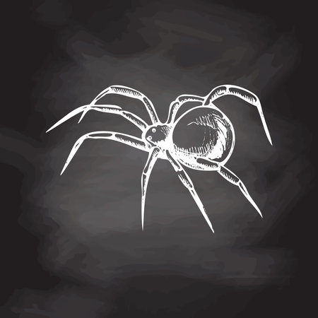 Hand drawn spider isolated on chalkboard background. Drawing sketch of the black spider. Halloween, folklore black magic attribute. Vector.のイラスト素材