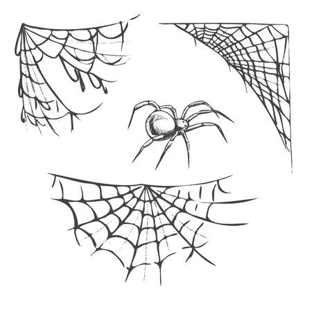 Halloween decor, spider, spider cobwebs, hand drawn vector illustration isolated on white background. Vintage, doodle sketch.のイラスト素材