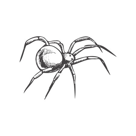 Hand drawn spider isolated on white background. Drawing sketch of the black spider. Halloween, folklore black magic attribute. Vector.のイラスト素材