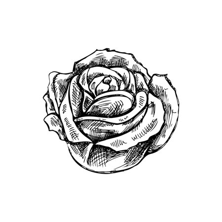 Hand drawn sketch illustration of rose. Vector tattoo design element. vintage illustration.のイラスト素材