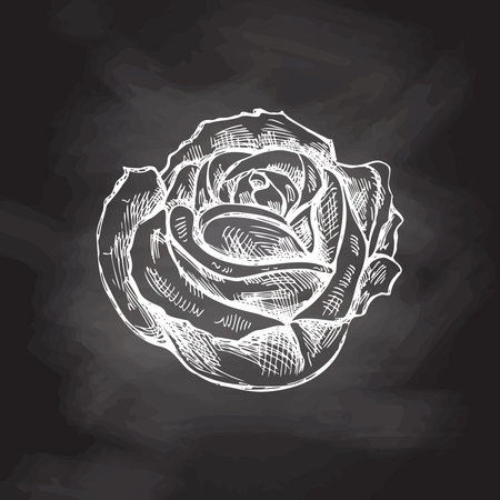 Hand drawn white sketch illustration of rose. Vector tattoo design element. Vintage illustration isolated on chalkboard background.のイラスト素材