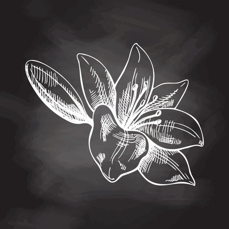 Hand drawn sketch illustration of lily. Vector tattoo design element. Vintage illustration isolated on chalkboard background.のイラスト素材