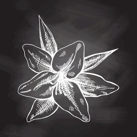 Hand drawn sketch illustration of lily. Vector tattoo design element. Vintage illustration isolated on chalkboard background.のイラスト素材
