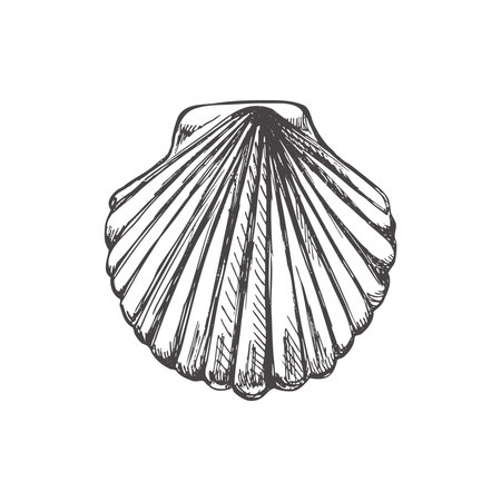 Realistic hand drawn sketch of saltwater scallop seashell, clam, conch. Scallop sea shell, sketch style vector illustration isolated on white background.のイラスト素材