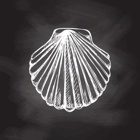 Realistic hand drawn sketch of saltwater scallop seashell, clam, conch. Scallop sea shell, sketch style vector illustration isolated on chalkboard background.のイラスト素材