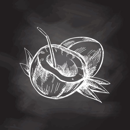 Realistic hand drawn sketch of a whole coconut and coconut with straw. Vintage vector illustration isolated on chalkboard background.のイラスト素材