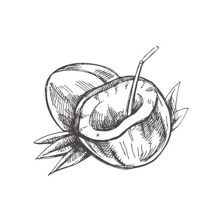 Realistic hand drawn sketch of a whole coconut and coconut with straw. Vintage vector illustration isolated on white background.のイラスト素材