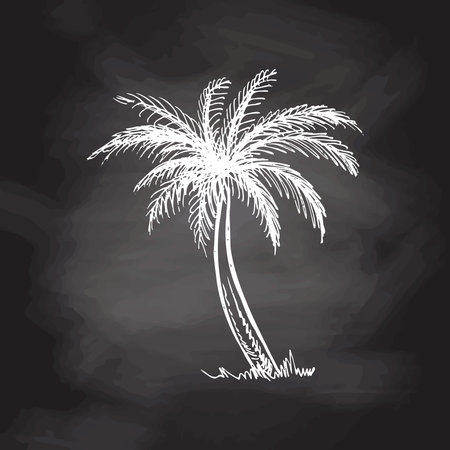 Hand drawn sketch of palm tree. Vintage vector illustration isolated on chalkboard background. Doodle drawing.のイラスト素材