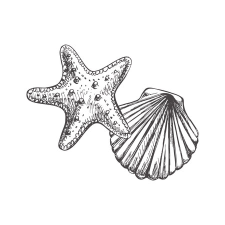 Realistic hand drawn sketch of saltwater scallop seashell, clam, conch and marine Starfish. Scallop sea shell, sketch style vector illustration isolated on white background.のイラスト素材