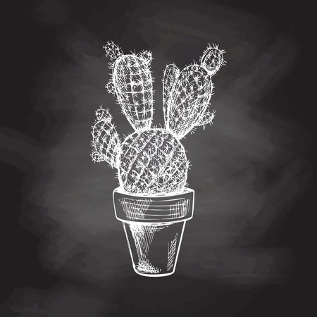 Hand drawn vector sketch of a cactus in a pot. White element isolated on chalkboard background. vintage illustration. Element for the design of labels, packaging and postcards.のイラスト素材