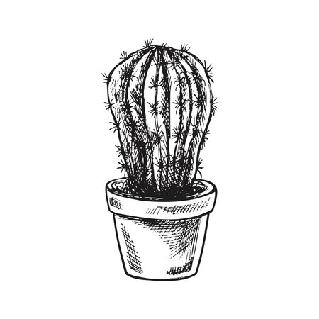 Hand drawn vector sketch of a cactus in a pot. Isolated element for design. vintage illustration. Element for the design of labels, packaging and postcards. monochrome drawing.のイラスト素材