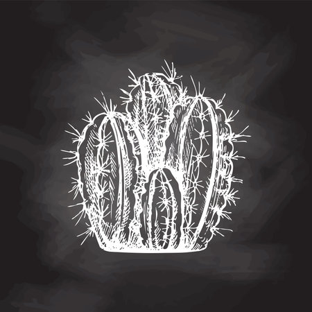 Hand drawn vector sketch of a cactus. White element isolated on chalkboard background. vintage illustration. Element for the design of labels, packaging and postcards.のイラスト素材