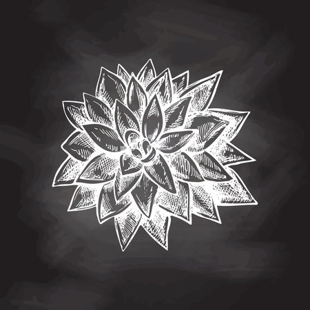 Hand drawn vector sketch of a succulent. White element isolated on chalkboard background. vintage illustration. Element for the design of labels, packaging and postcards.のイラスト素材