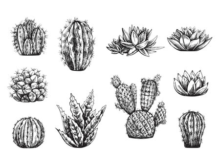 Vector set of hand drawn sketch of cactus and succulent plants. Isolated elements for design. vintage illustration. Elements for the design of labels, packaging and postcards. monochrome drawing.のイラスト素材