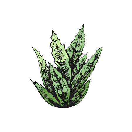 Hand drawn colored vector sketch of a succulent. White element isolated on chalkboard background. vintage illustration. Element for the design of labels, packaging and postcards.のイラスト素材