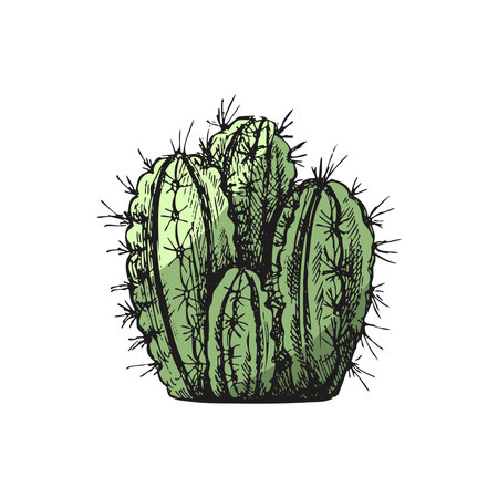 Hand drawn colored vector sketch of a cactus. Isolated element for design. vintage illustration. Element for the design of labels, packaging and postcards. monochrome drawing.のイラスト素材