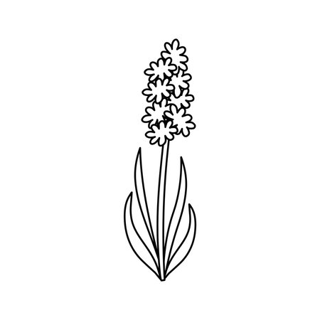 Hyacinth flower vector icon. Outline element isolated on white background. Vector illustration of garden elements.のイラスト素材