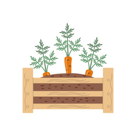 Wooden garden box with seedlings. Young carrot in box with earth. Gardening, agriculture, vegetable garden. Bright vector illustration, cartoon, flat style isolated on white background.のイラスト素材