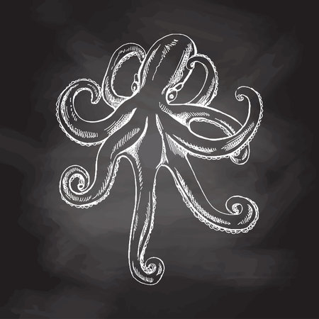 Hand drawn white sketch of octopus. Vector aquatic monochrome illustration isolated on chalkboard background.のイラスト素材