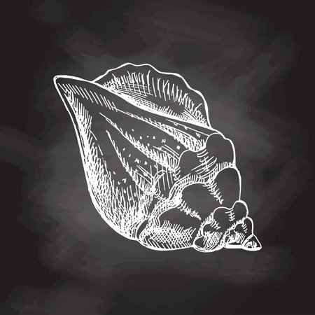 Hand drawn sketch of seashell, clam, conch. Scallop sea shell, sketch style vector illustration isolated on chalkboard background.のイラスト素材