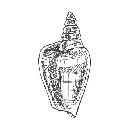 Hand drawn sketch of seashell, clam, conch. Scallop sea shell, sketch style vector illustration isolated on white background.のイラスト素材