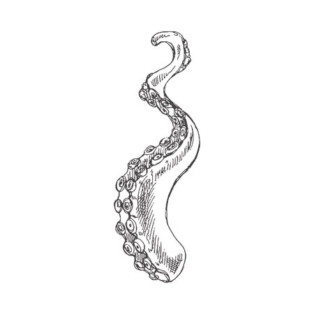 Hand drawn sketch of octopus tentacle. Vector aquatic monochrome illustration isolated on white background.のイラスト素材