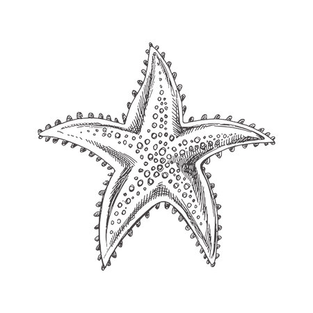 Hand drawn sketch of marine Starfish, ocean aquatic underwater vector. Engraving illustration on white background.のイラスト素材