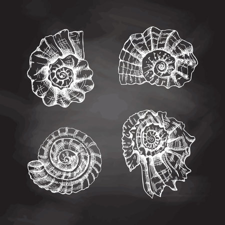 Seashells ammonite vector set. Hand drawn white sketch illustration. Collection of realistic sketches of various molluscs sea shells of various shapes isolated on chalkboard background.のイラスト素材