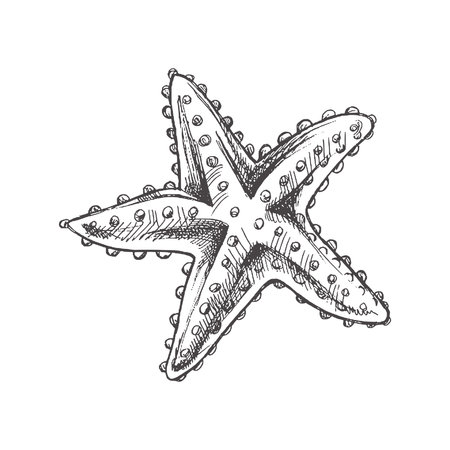 Hand drawn sketch of marine Starfish, ocean aquatic underwater vector. Engraving illustration on white background.のイラスト素材