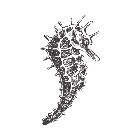 Hand drawn sketch of seahorse. Vector aquatic monochrome illustration isolated on white background.のイラスト素材