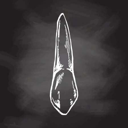 Highly detailed hand drawn human tooth with roots. hand drawn sketch. Fang illustration isolated on chalkboard background.のイラスト素材