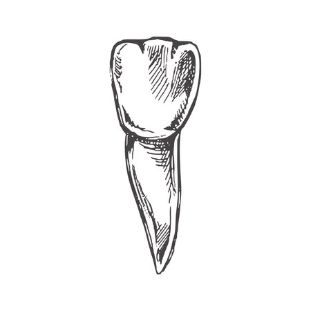 Highly detailed hand drawn human tooth with roots. hand drawn sketch. Illustration isolated on white background.のイラスト素材