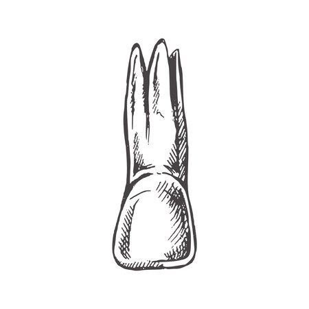Highly detailed hand drawn human tooth with roots. hand drawn sketch. Illustration isolated on white background.のイラスト素材