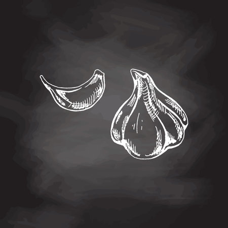 organic food. Hand drawn vector sketch of garlic. Doodle vintage illustration on chalkboard backgrouns. Decorations for the menu of cafes and labels. engraved image.のイラスト素材