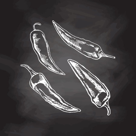 organic food. Hand drawn retro style vector sketch of chilli peppers. Doodle vintage illustration on chalkboard background. engraved image.のイラスト素材