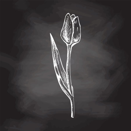 Vector hand-drawn flower Illustration. Detailed retro style tulip sketch on chalkboard background. vintage sketch element. back to school.のイラスト素材