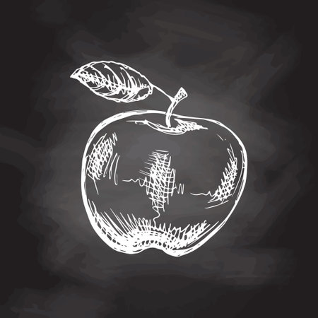 Vector hand-drawn fruit Illustration. Detailed retro style apple sketch on chalkboard background. vintage sketch element.のイラスト素材
