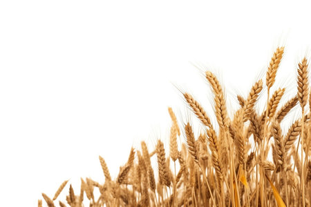 Wheat field isolated on white background. AI generated illustration.の素材