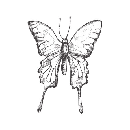 Hand drawn butterfly sketch. Monochrome insect doodle. Black and white vintage element. vector sketch. Detailed retro style.のイラスト素材