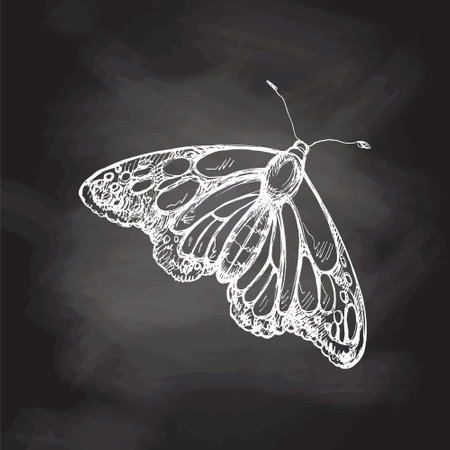 Hand drawn butterfly sketch. Monochrome insect doodle on chalkboard background. Black and white vintage element. vector sketch. Detailed retro style.のイラスト素材