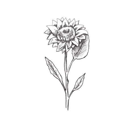 Hand drawn sunflower sketch. Monochrome flower doodle. Black and white vintage element. vector sketch. Detailed retro style.のイラスト素材