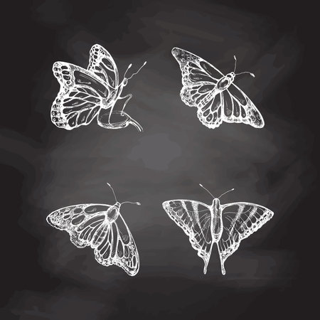 Hand drawn butterfly sketch set on chalkboard background. Monochrome insects doodle. Black and white vintage elements. vector sketch. Detailed retro style.のイラスト素材