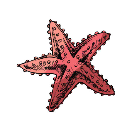 Hand drawn colored sketch of marine Starfish, ocean aquatic underwater vector. Engraving illustration on white background.のイラスト素材
