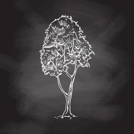Hand-drawn sketch of tree on chalkboard background. Eco concept. Doodle vector illustration.のイラスト素材