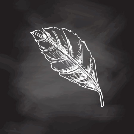 Hand-drawn sketch of leaf on chalkboard background. Ink pen leaf drawing on white background. Doodle leaf. Vector illustration. Nature and ecology vector concept.のイラスト素材