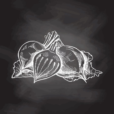 Hand-drawn beet illustration in sketch style. Vector vegetables on chalkboard background. Vintage doodle illustration. Sketch for cafe menus and labels. The engraved image. Harvesting.のイラスト素材
