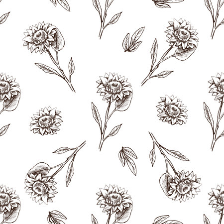 Seamless pattern of hand drawn sunflower. Monochrome flower doodle. Black and white vintage element. Vector sketch. Detailed retro style.のイラスト素材